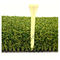Monofilament Krullend het Golf Kunstmatig Gras 40mm van het T-stukgras