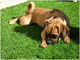 PE PP zachtheid vriendelijk huisdier kunstgras 25 mm waterdicht voor honden 4 toon